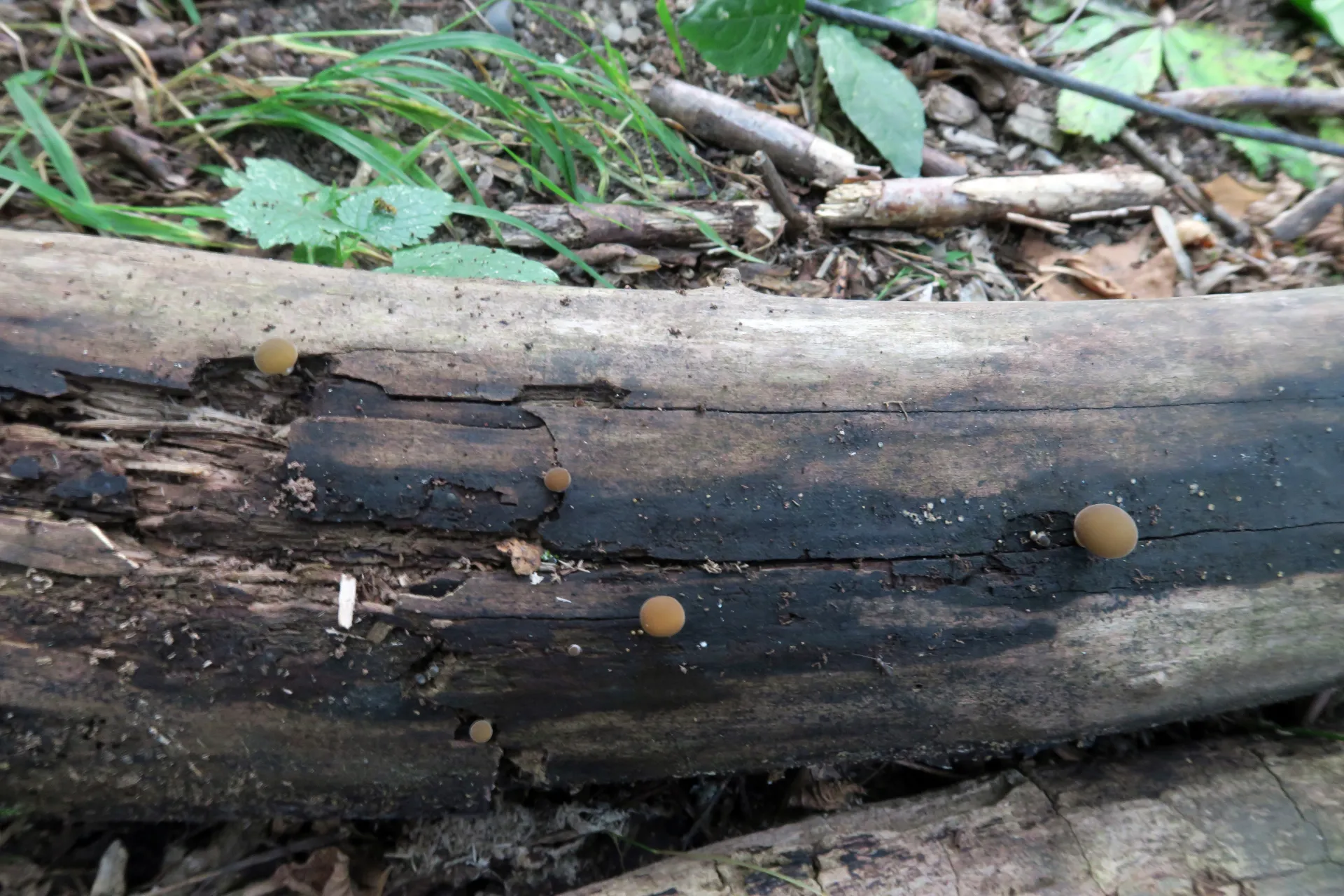Simocybe centunculus - 1 - IMG_0759
